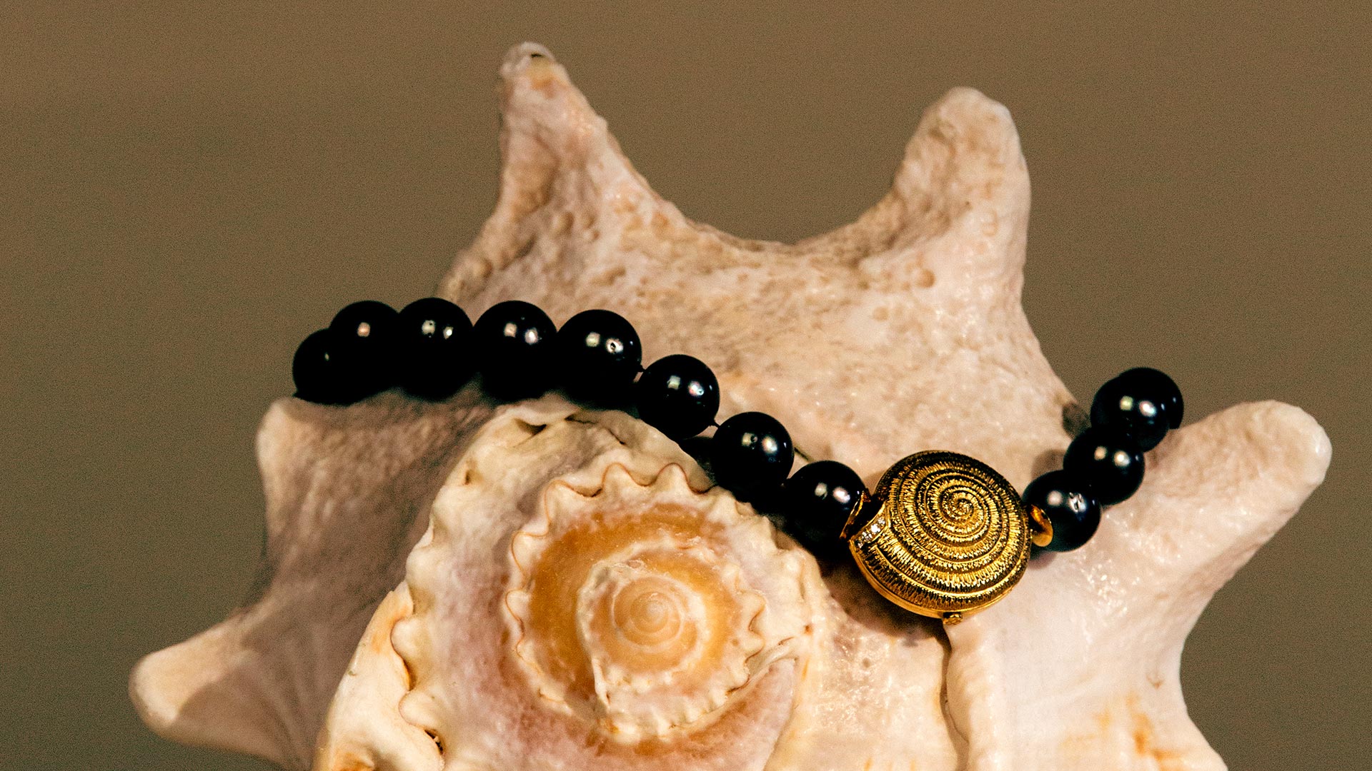 Snail Shell